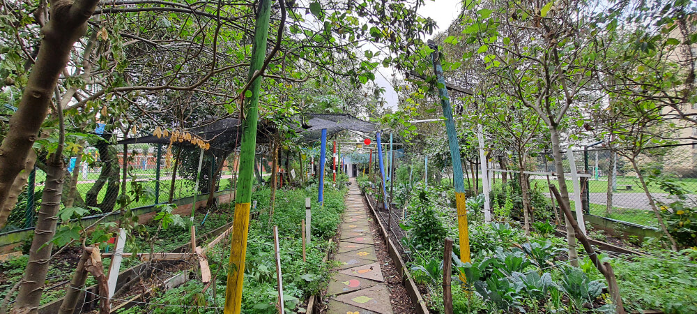 Plantas
