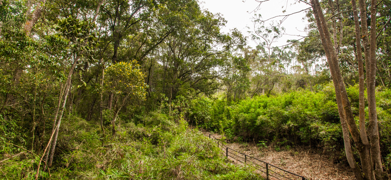 Fotografía panorámica Bosque Renace 