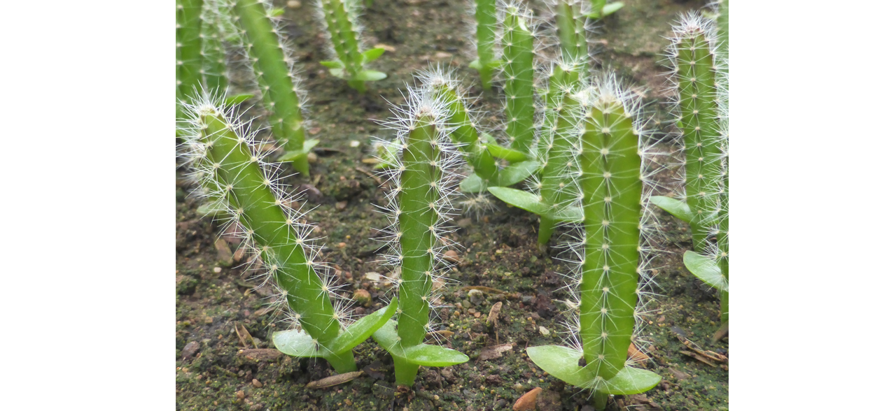 1. Propagación de especies del Bosque seco, a) Cactus cuatro filos (Cereus hexagonus)
