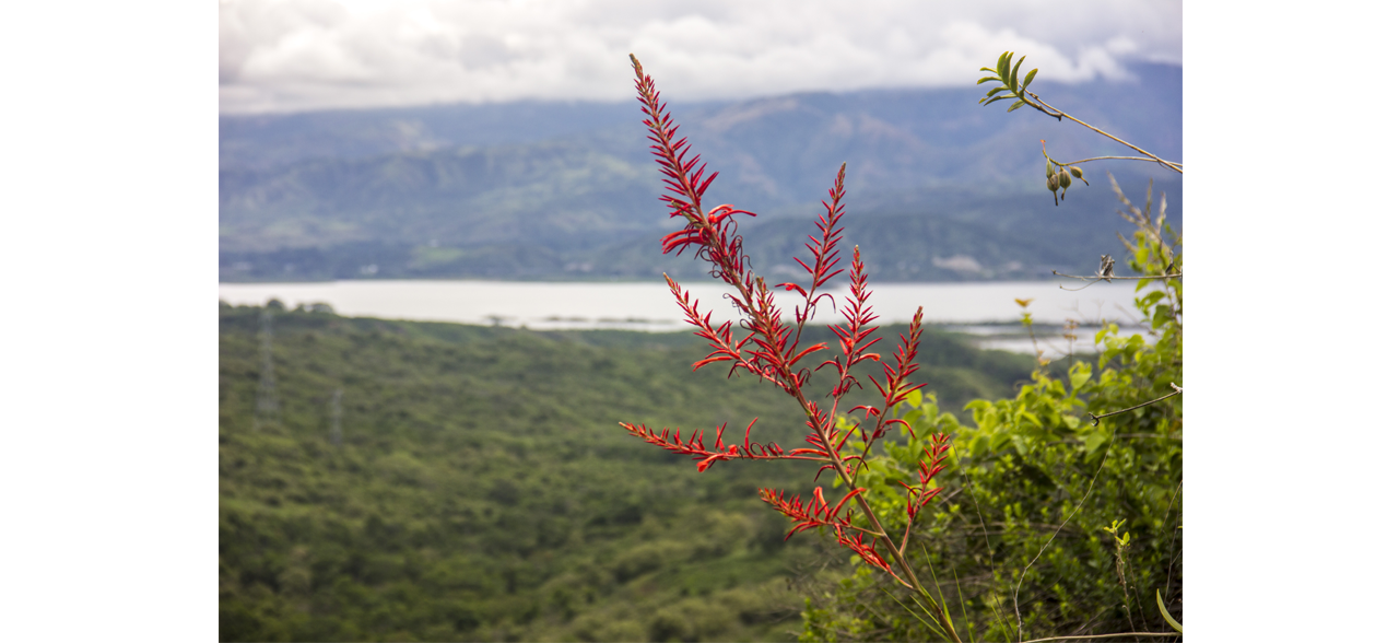 2. Especie de bromelia descubierta (Pitcairnia huilensis)