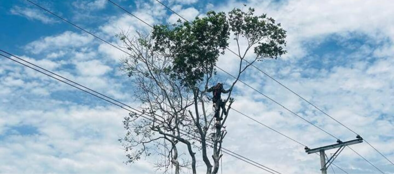 Técnico realizando poda de árbol cercano a redes eléctricas de alta tensión en corredor de línea
