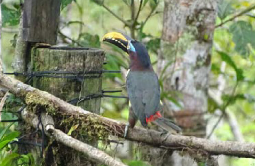 Arasarí Caripardo con parche azul alrededor del ojo y banda roja en vientre en bosque del Guavio
