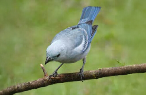 Azulejo de coloración gris azulada con alas azul brillante posado en rama en campo abierto del Guavio