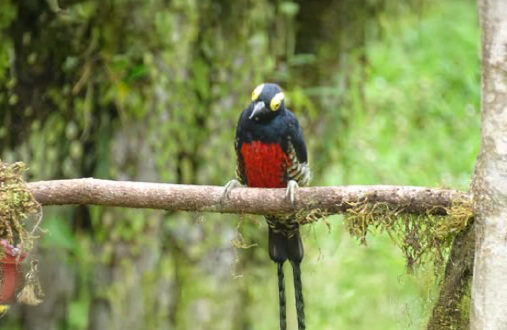 Macho de Carpintero negriazul de plumaje negro en bosque húmedo del Guavio, Cundinamarca