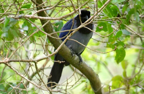 Chara de plumaje azul con cabeza y cuello negros posada en rama en bosque andino del Guavio, Cundinamarca