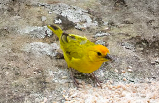 Chirigüe azafranado macho de plumaje amarillo con corona naranja en zona abierta del Guavio, Cundinamarca