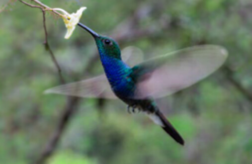 Colibrí azulejo macho en vuelo con garganta verde iridiscente y banda azul violeta alimentándose de néctar en el Guavio