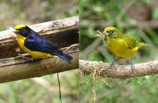  Fruterito piquigordo macho con corona amarilla y manto negro en bosque de galería del Guavio