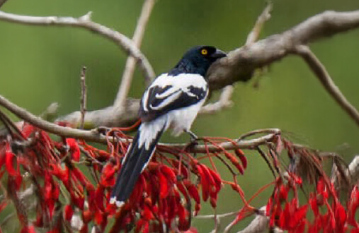 Moriche blanco con plumaje negro, vientre blanco y cola larga posado en rama con flores rojas en el Guavio