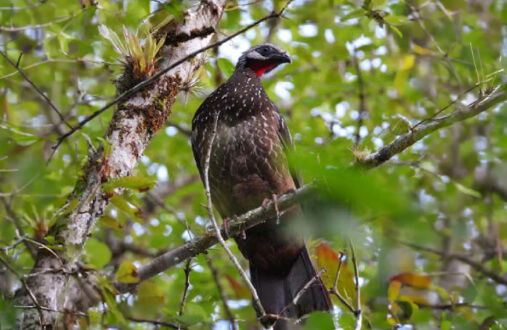 Pava camata de plumaje marrón con pintas blancas y garganta roja en bosque húmedo montano del Guavio