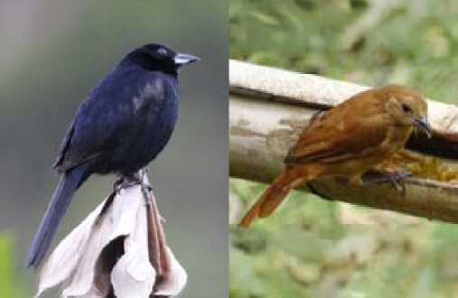 Macho de Tángara negra con plumaje negro y banda blanca en el ala en bosque del Guavio, Cundinamarca