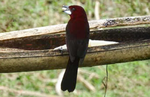 Tángara pico plateado macho de plumaje rojo oscuro y pico plateado en bosque del Guavio, Cundinamarca