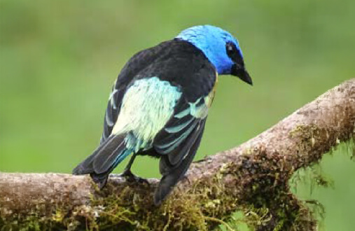 Macho de Tángara negra con banda blanca en el ala posado en rama en bosque del Guavio, Cundinamarca