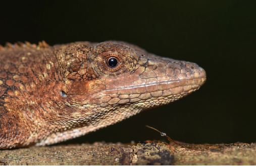 Anolis tequendama 