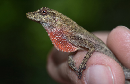 Anolis tolimensis 
