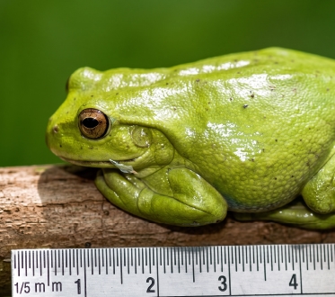 Dendropsophus molitor 