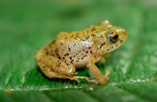 Pristimantis renjiforum 