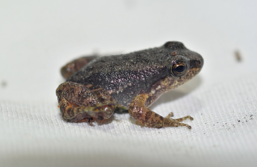 Rheobates palmatus 