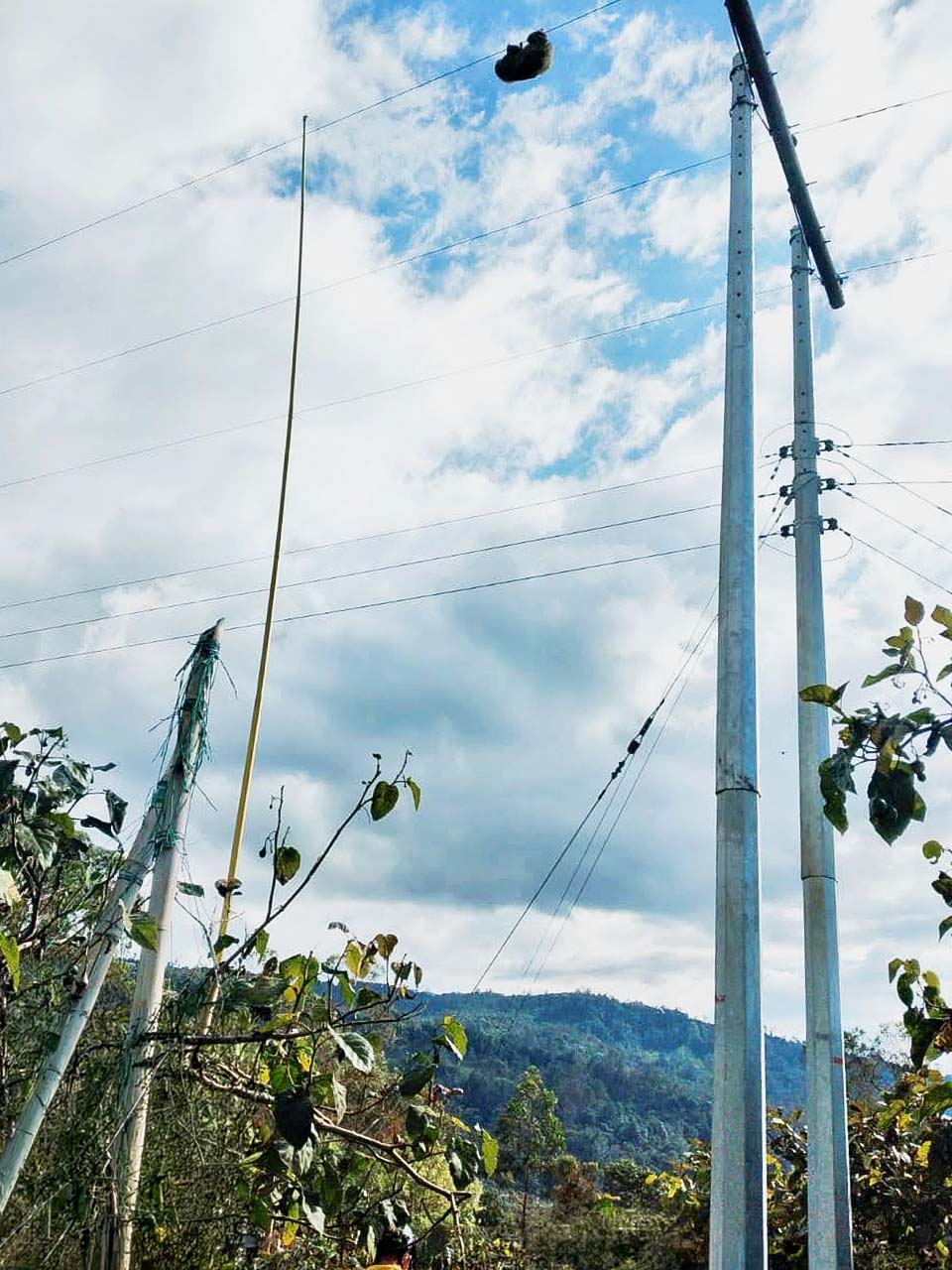 Perezoso colgado de un cable de la red eléctrica entre dos postes en una zona rural montañosa