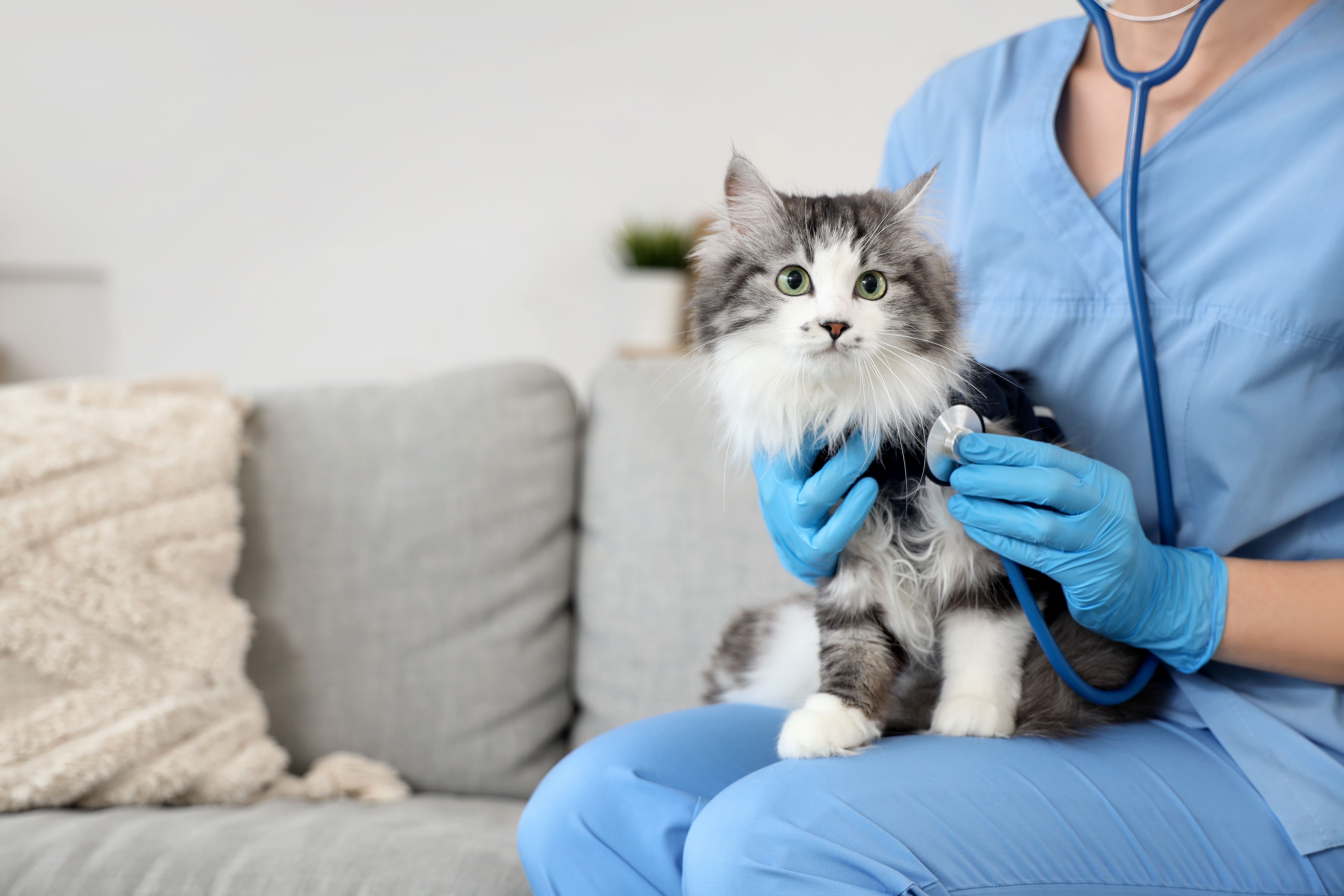 Gato recibiendo atención veterinaria como parte del cuidado y bienestar de las mascotas.