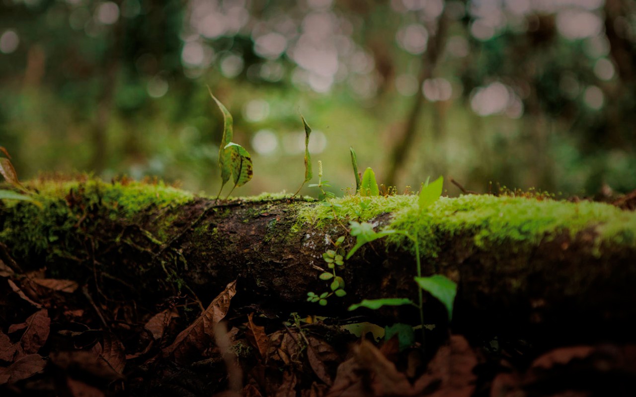  Vegetación del Bosque Renace reserva natural en Soacha Cundinamarca protegida por Enel Colombia
