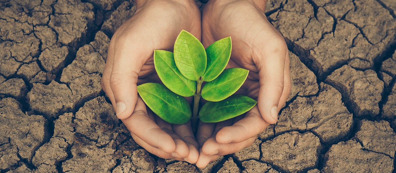 Planta en manos de una persona