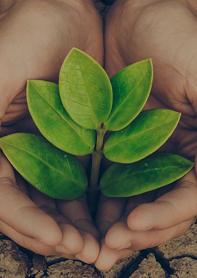Planta en manos de una persona