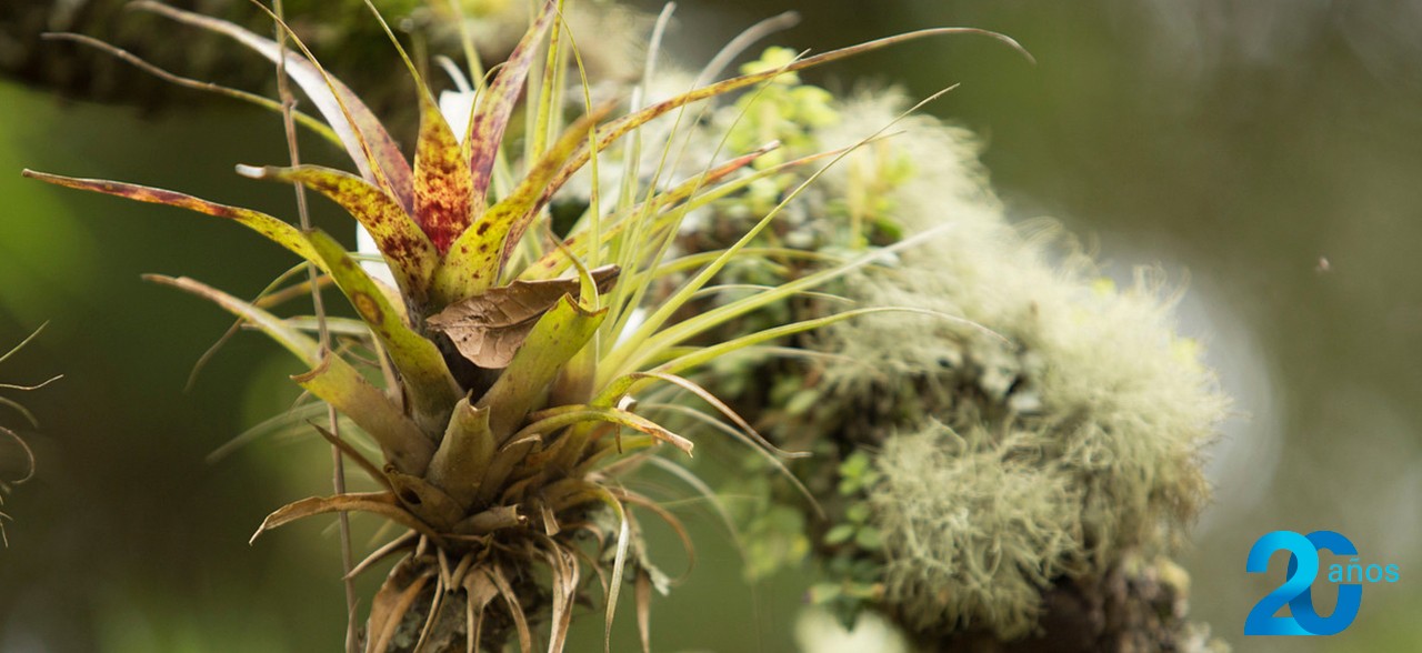 planta tillandsia fendleri