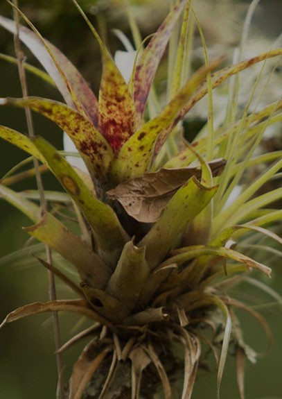 Planta
