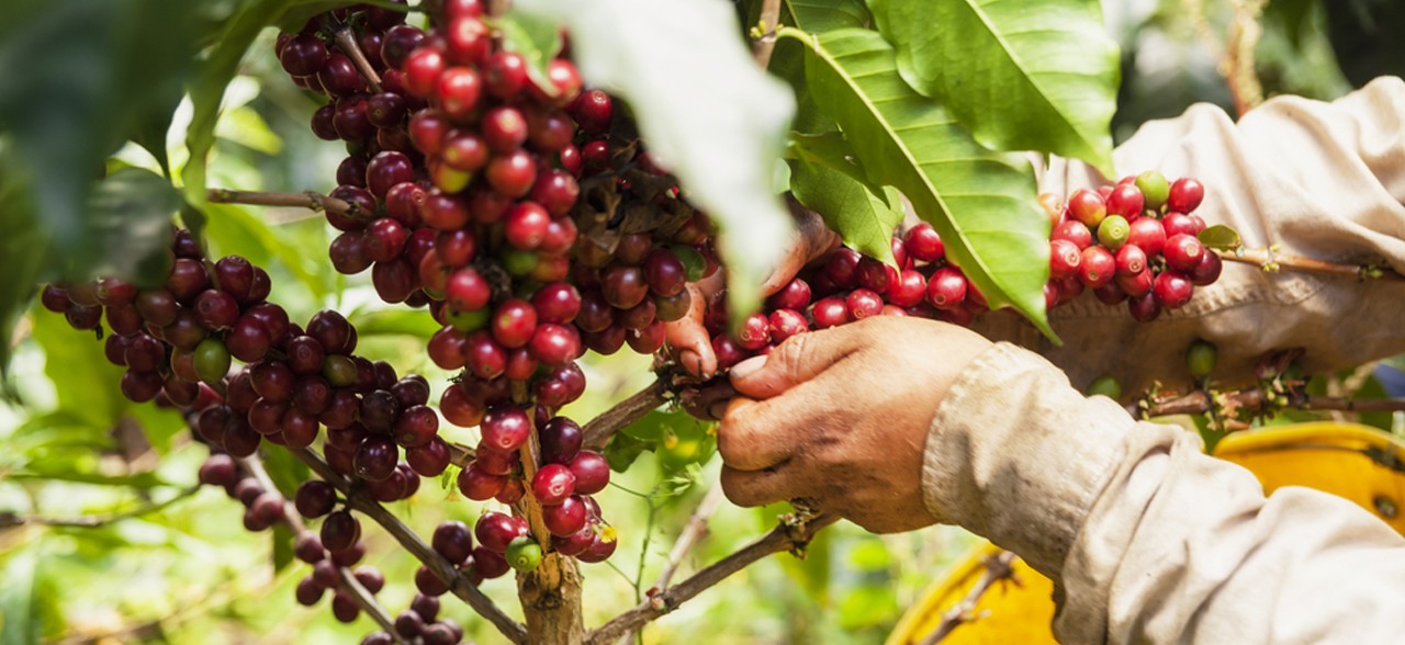 Mujeres caficultoras del Huila beneficiarias de proyectos productivos de la Fundación Enel Colombia en municipios del área de influencia