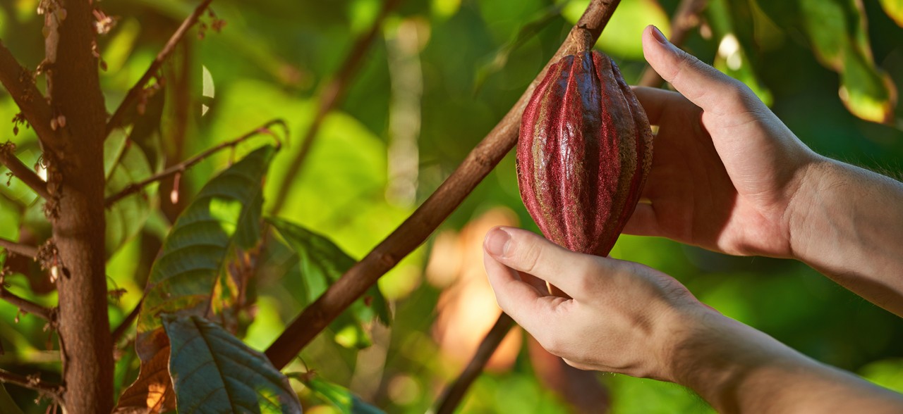 Cacao