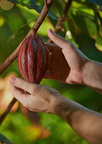 Cacao