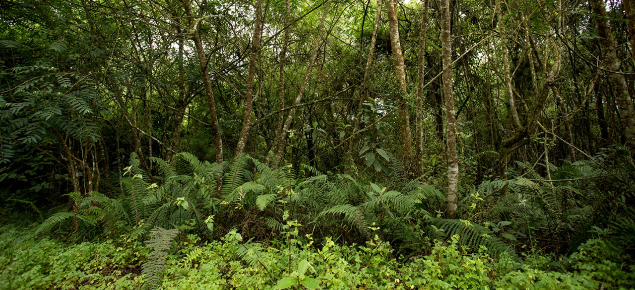 Bosque