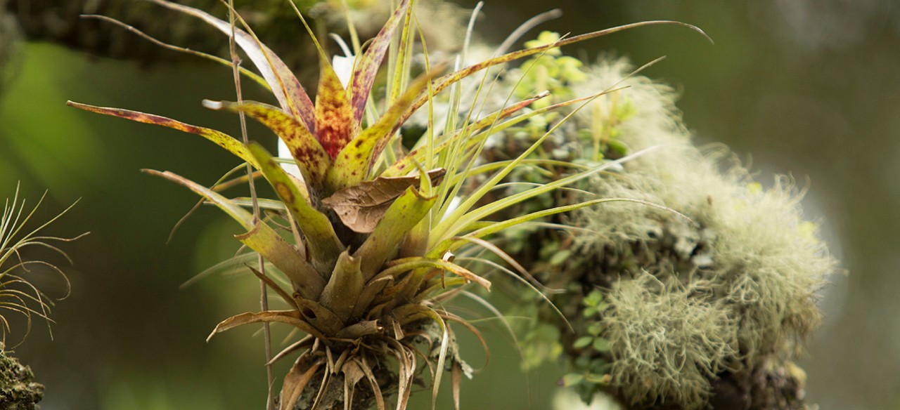 Planta tillandsiioideae