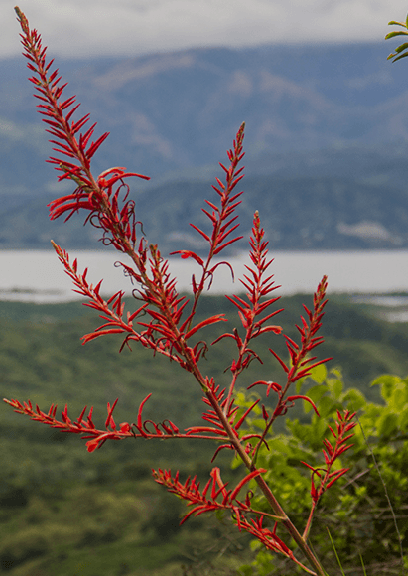 Planta Racinaea