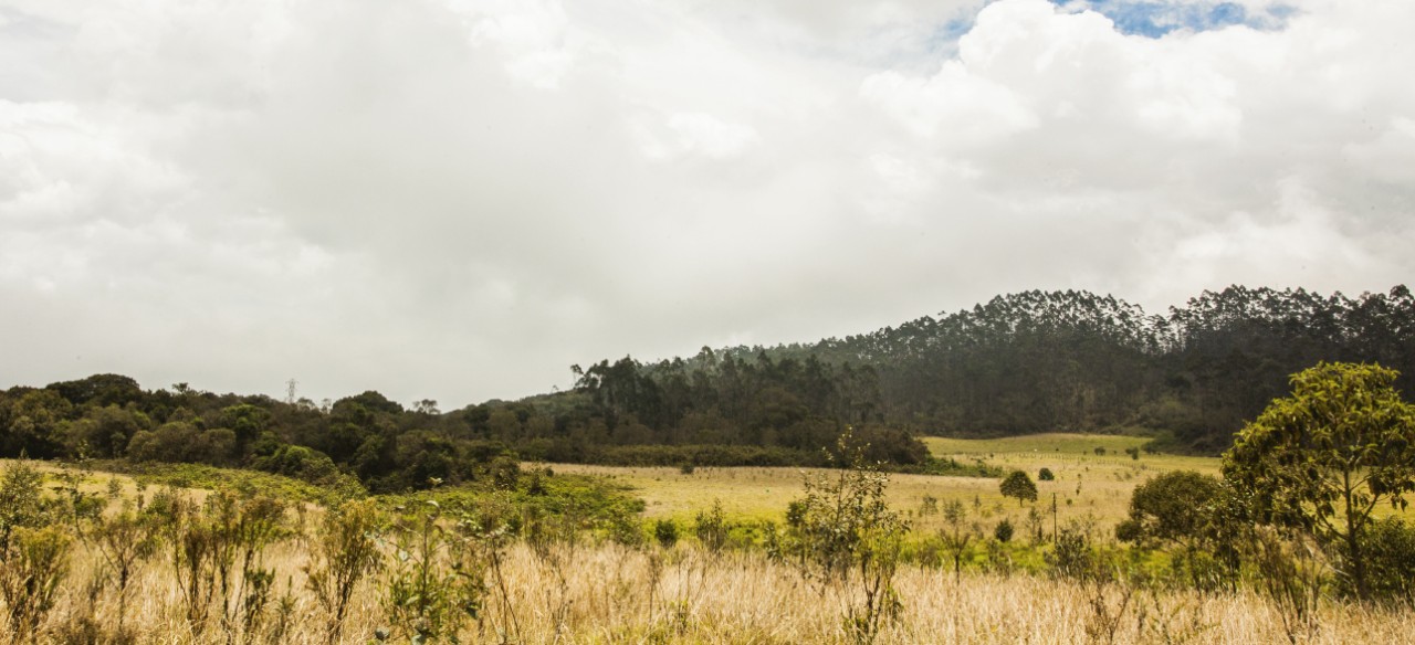 Paisaje 
