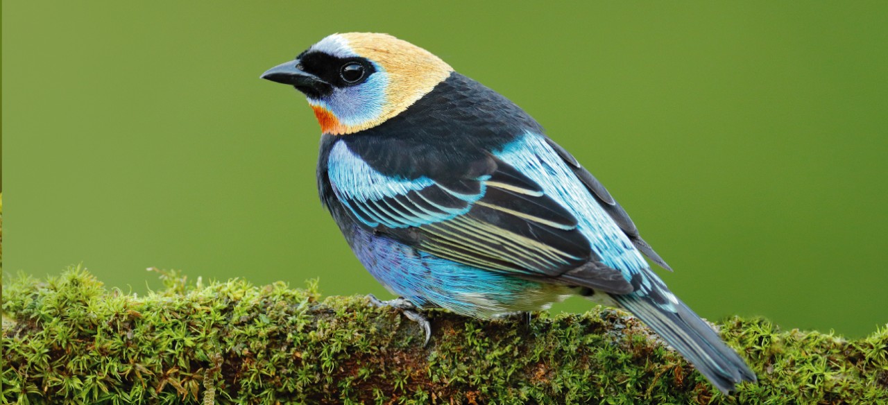 Ave stilpnia larvata