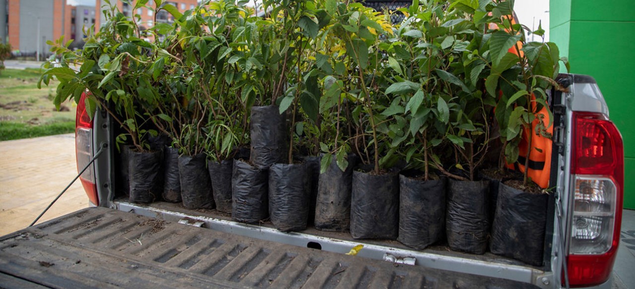Árboles para plantar