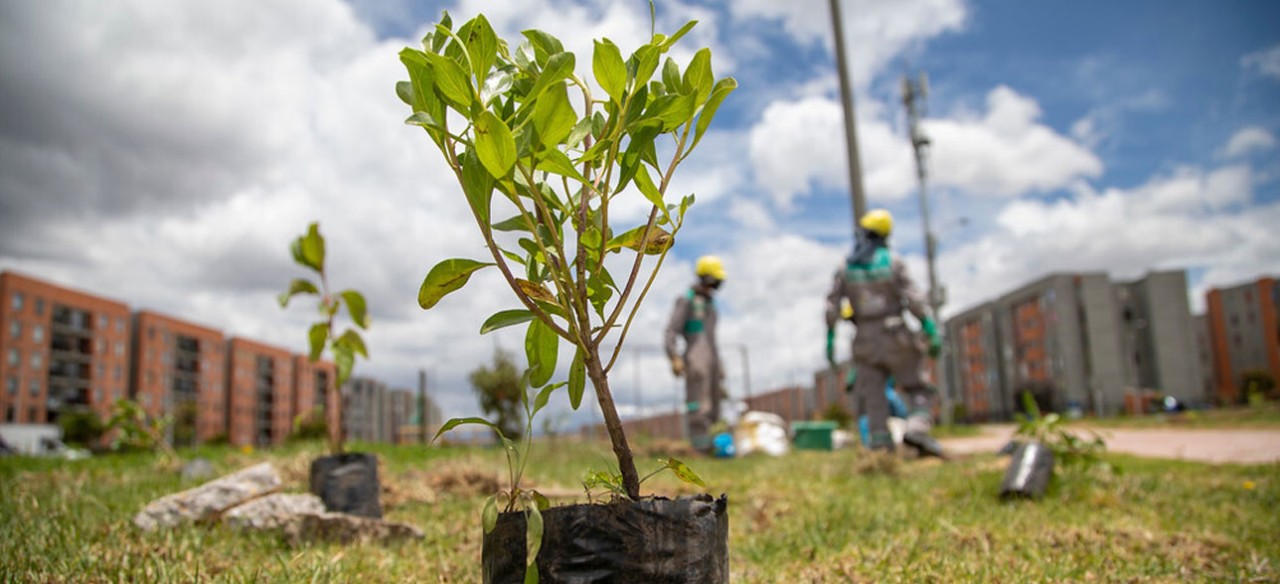 Jornada de plantación de árbol