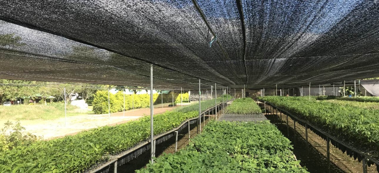 adaptación de plantas para cultivo