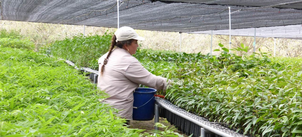 adaptación de plantas para cultivo