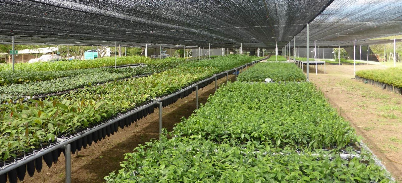 adaptación de plantas para cultivo