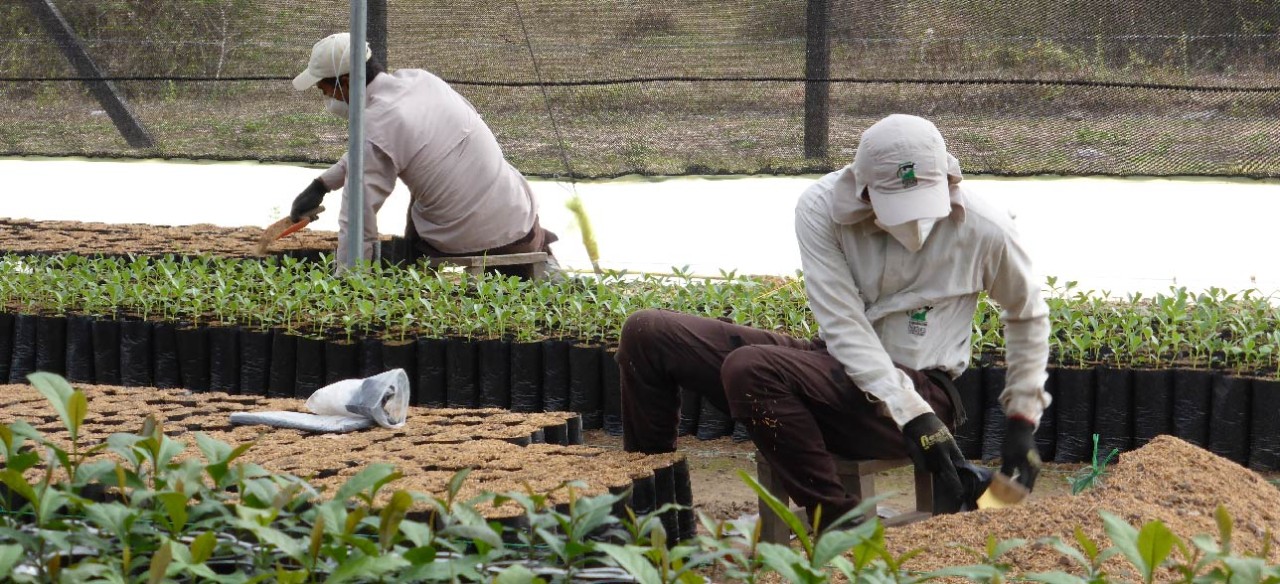 adaptación de plantas para cultivo