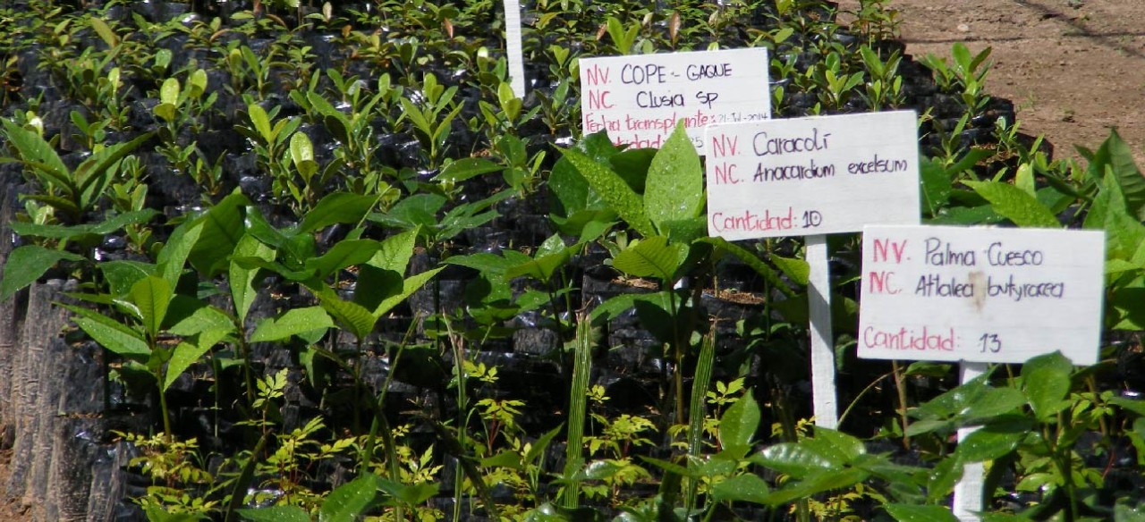 adaptación de plantas para cultivo