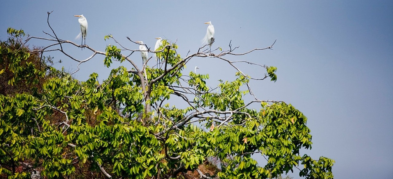 Enel Biodiversa, una estrategia de Enel Colombia.