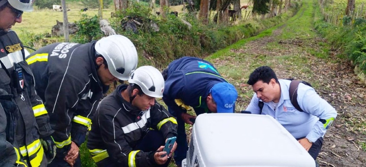 Rescate de un oso perezoso por parte de Enel Colombia.