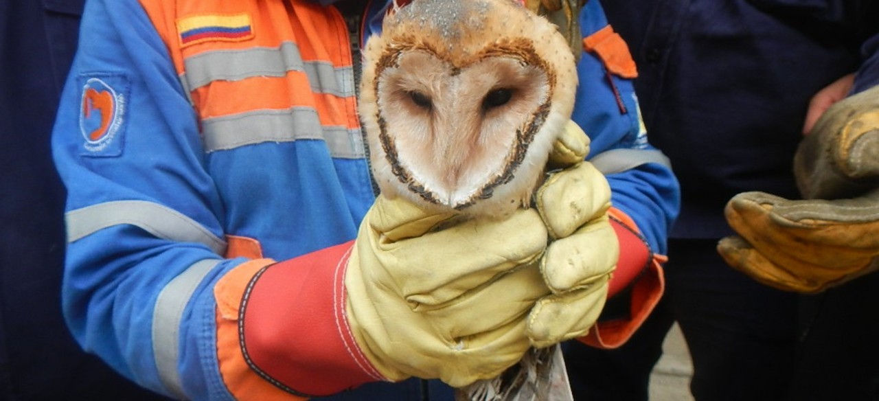 Personas rescatando animales en la infraestructura eléctrica.