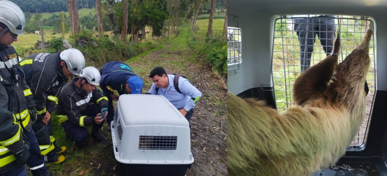 Personas rescatando animales junto a Enel Colombia.