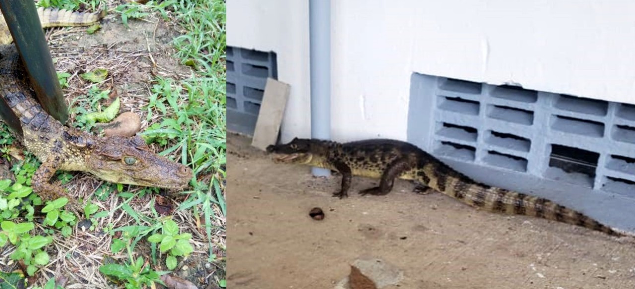 Animales rescatados por Enel Colombia y las autoridades ambientales.