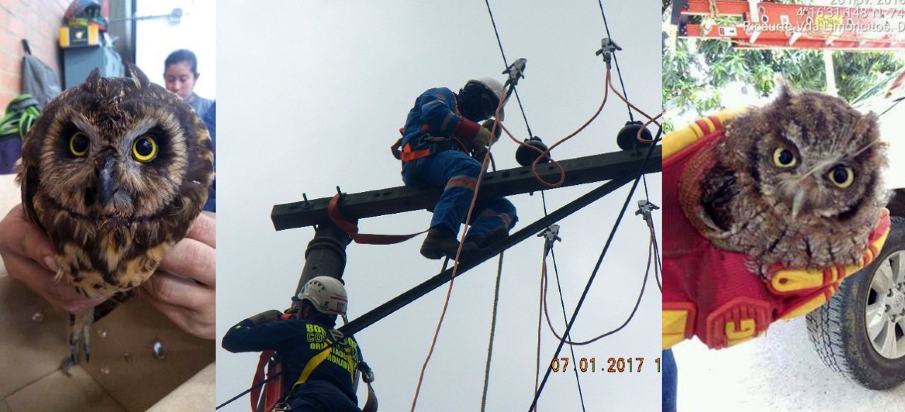 Animales rescatados por Enel Colombia en las redes eléctricas.